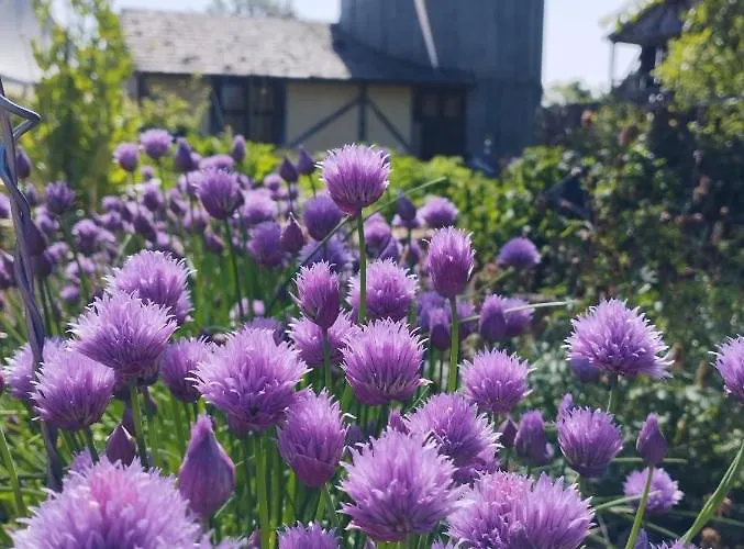 Pensión Domaine De La Ferté Clairbois Sainte-Suzanne (Mayenne)